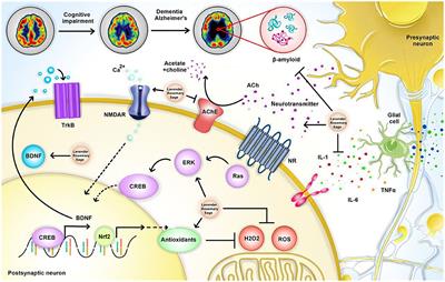 Neuroprotective Potential of Aromatic Herbs: Rosemary, Sage, and Lavender